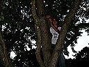 jeremytree2